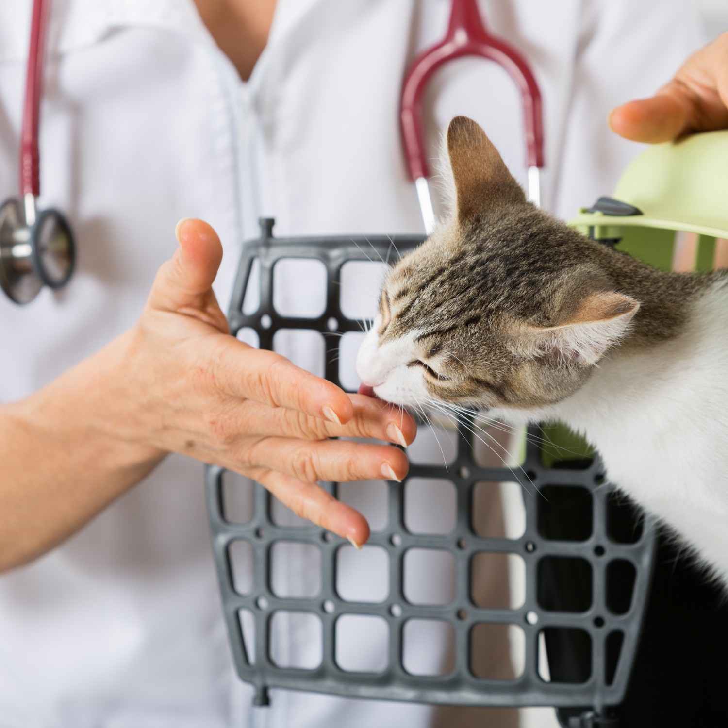  Diagnostics & Treatment - VetMoment Mobile House Call Veterinarian in Williamson County, TN