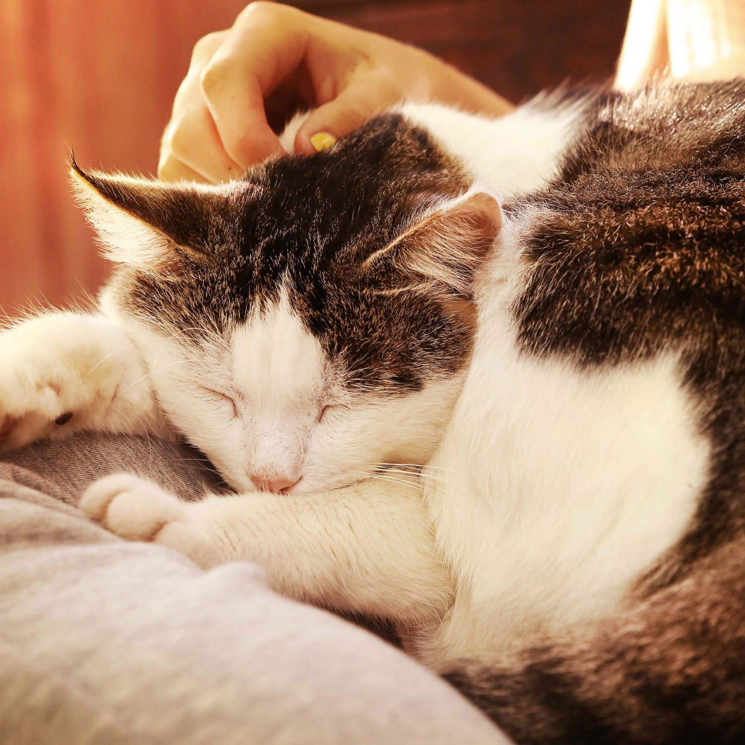 person holding cat