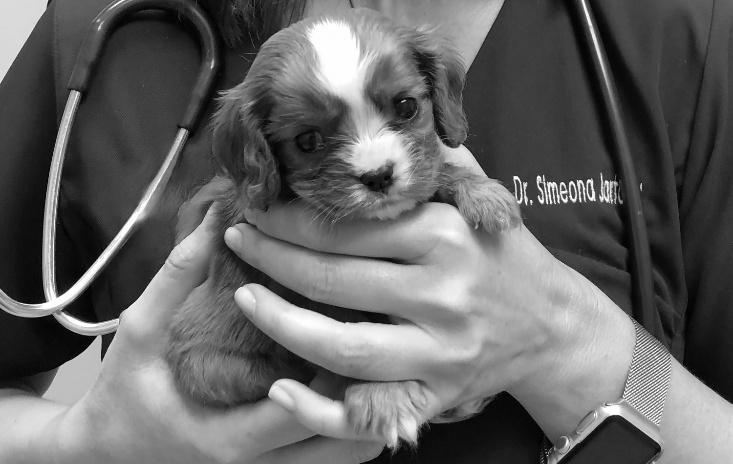 Dr. holding puppy