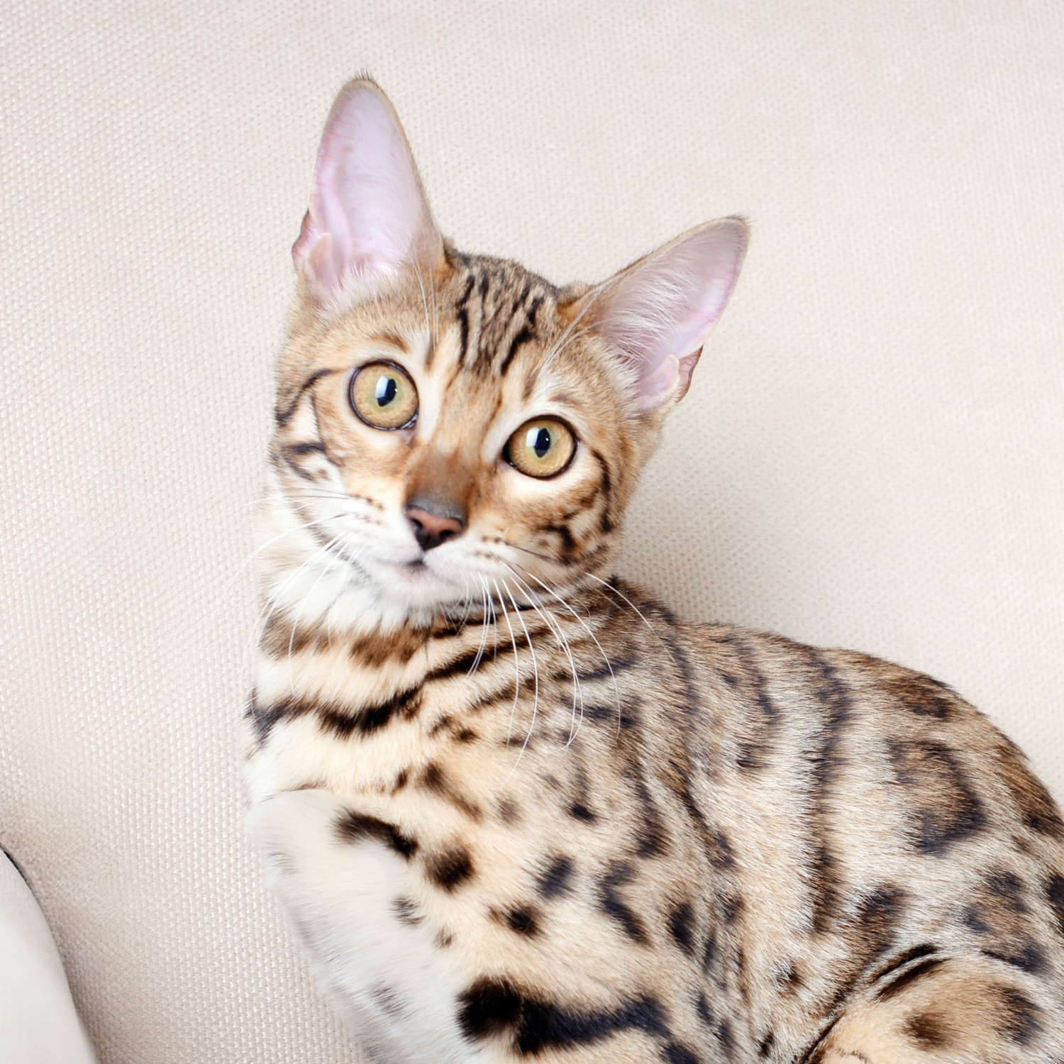 Bengal Cat