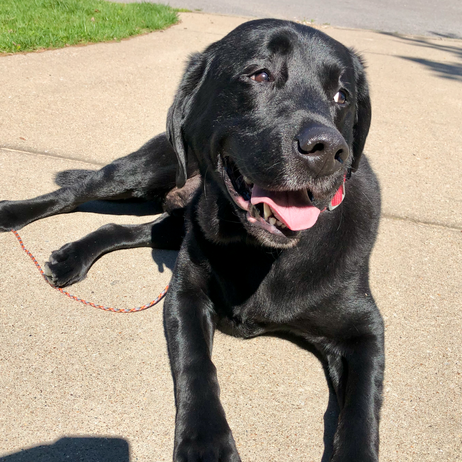 black lab