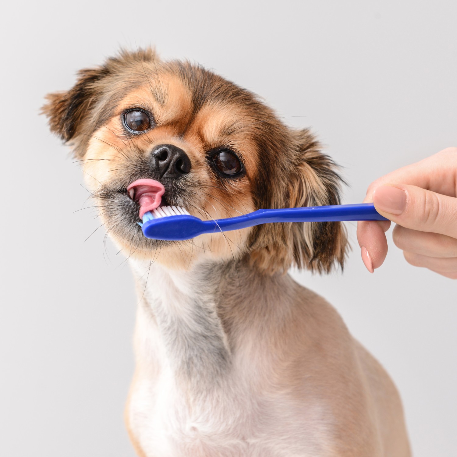 Dental Exams | VetMoment In-Home & Mobile Services in Franklin, TN