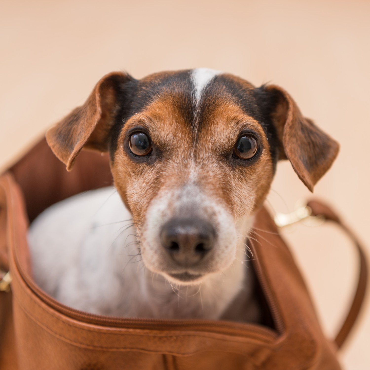 dog in purse