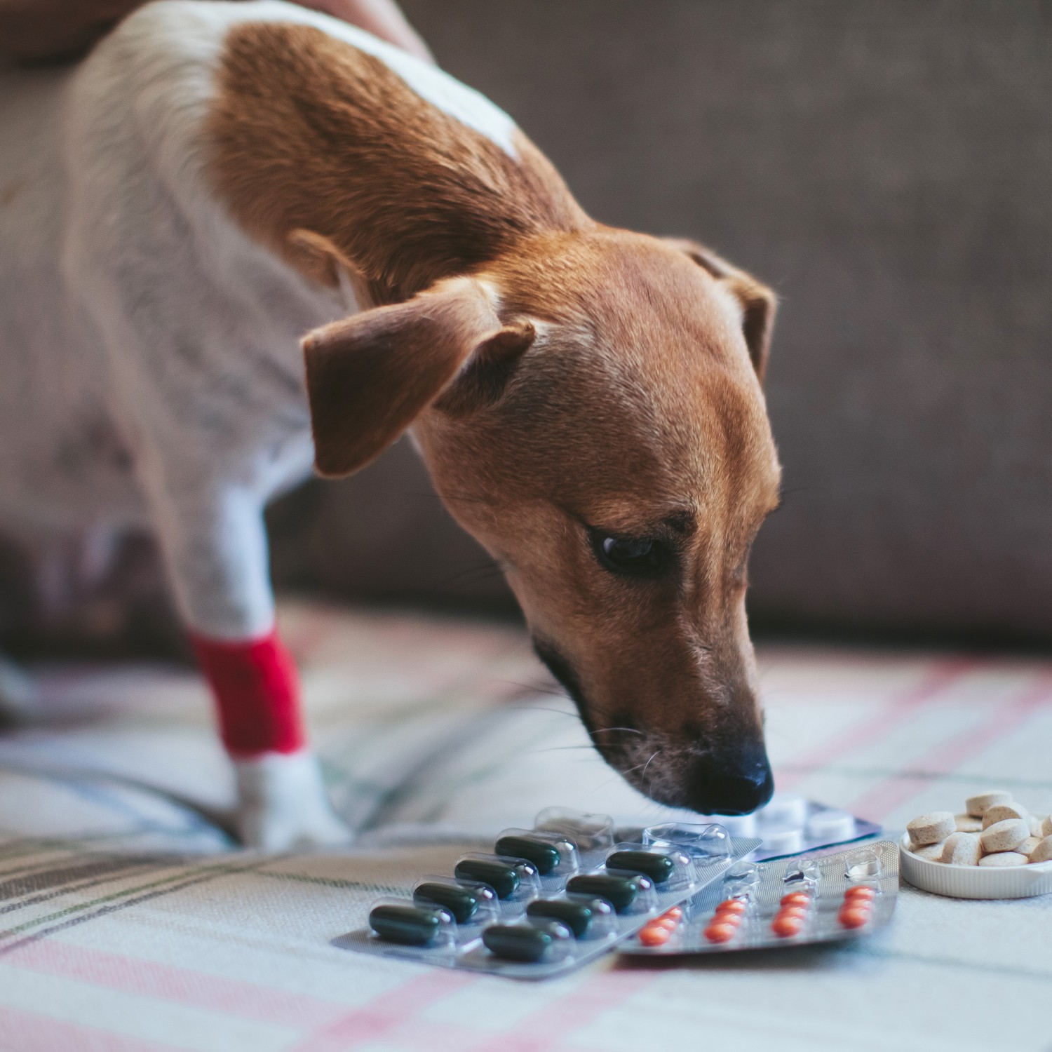 dog with medications
