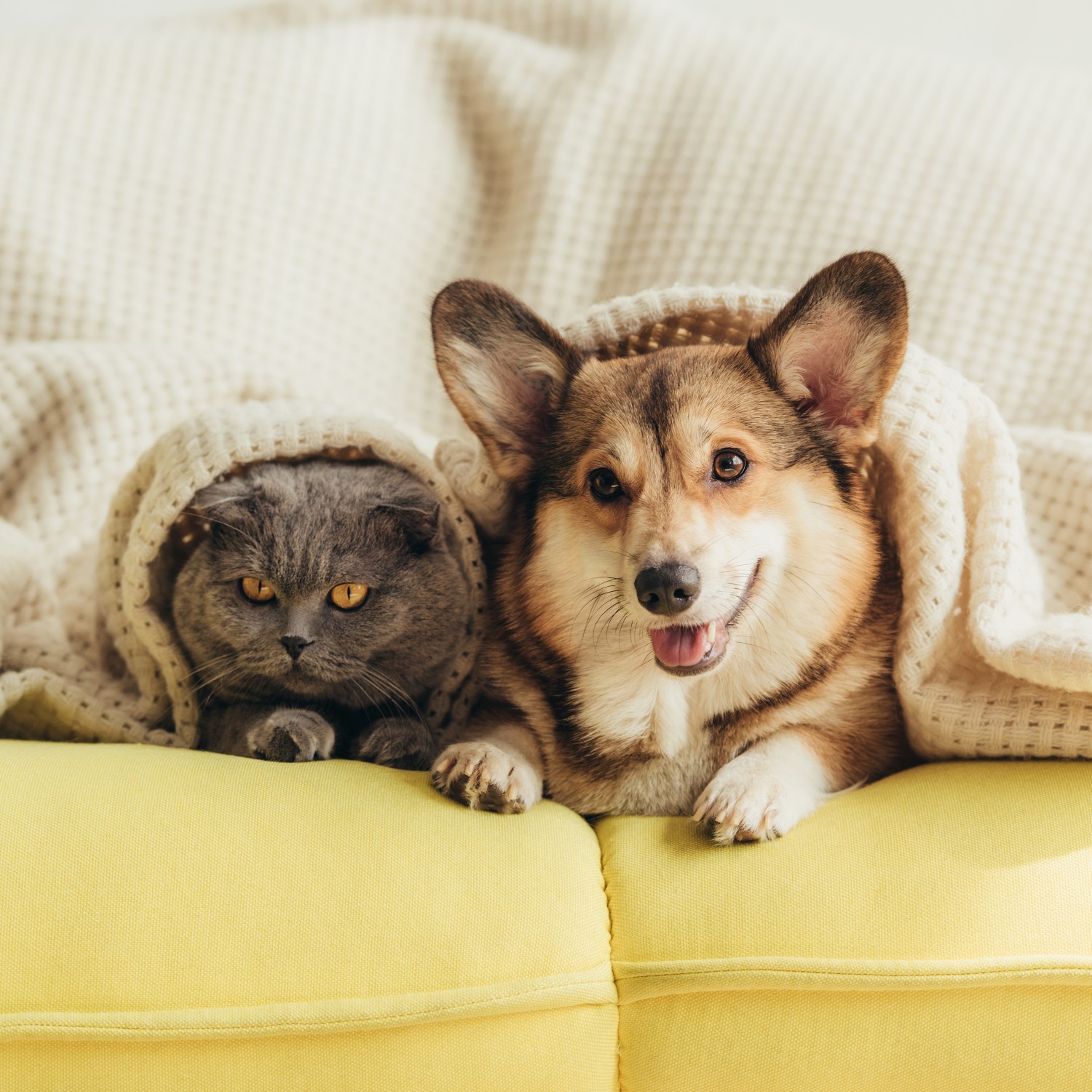 Cat and dog in blanket