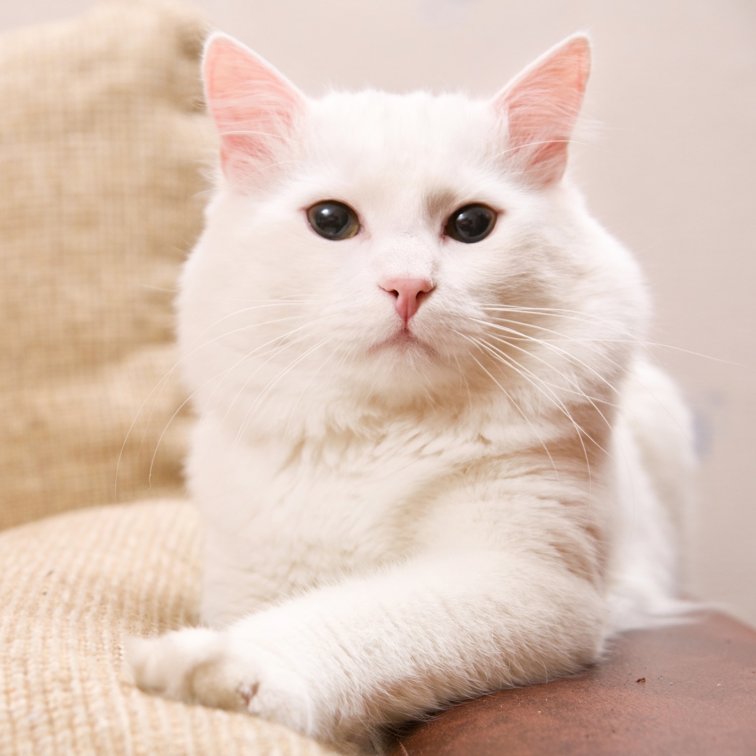 white cat