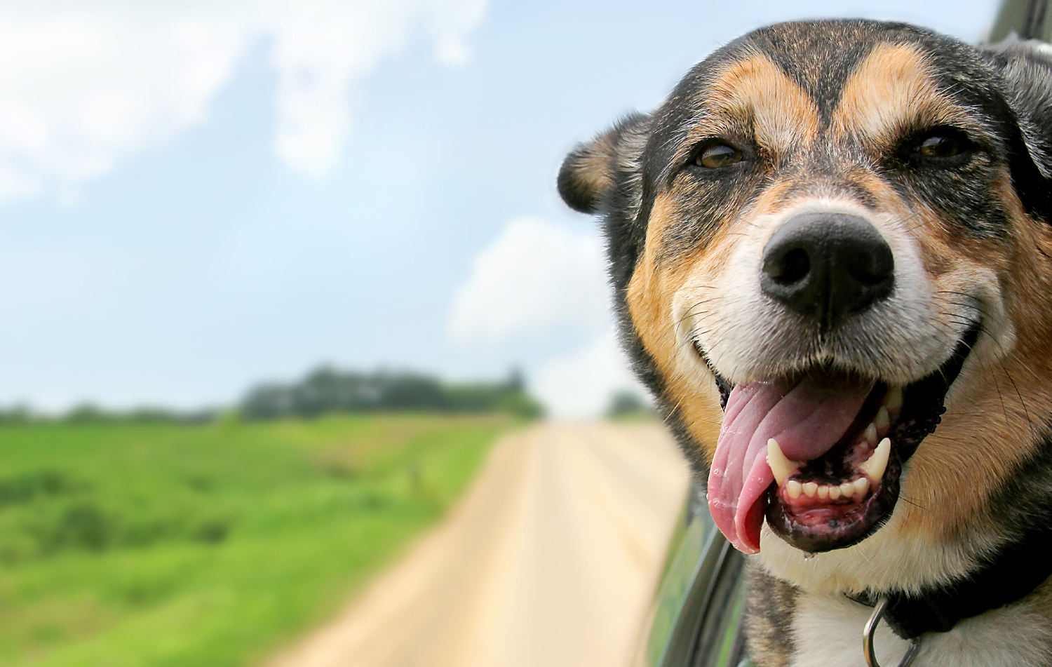 dog in car