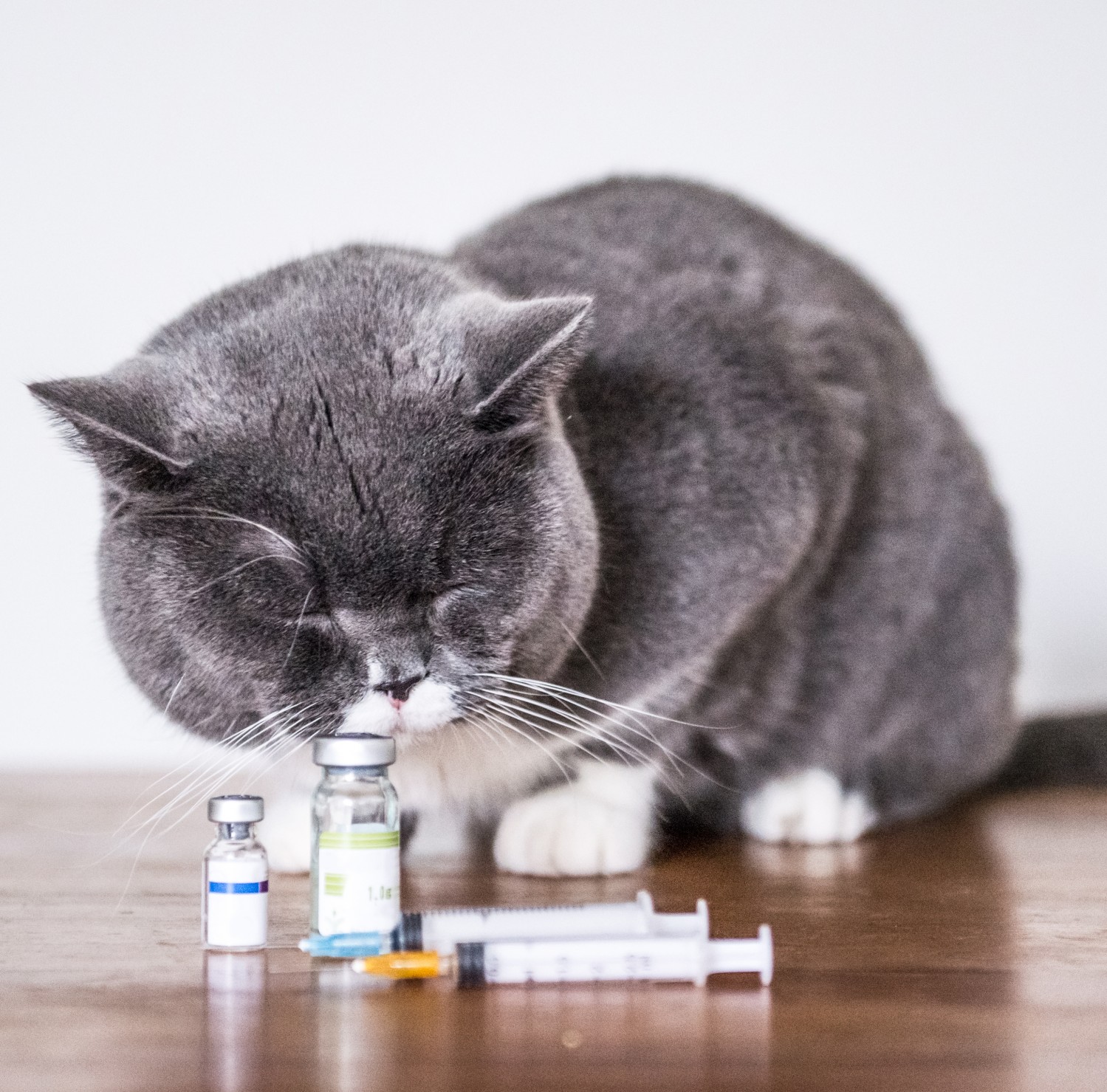 cat with medication