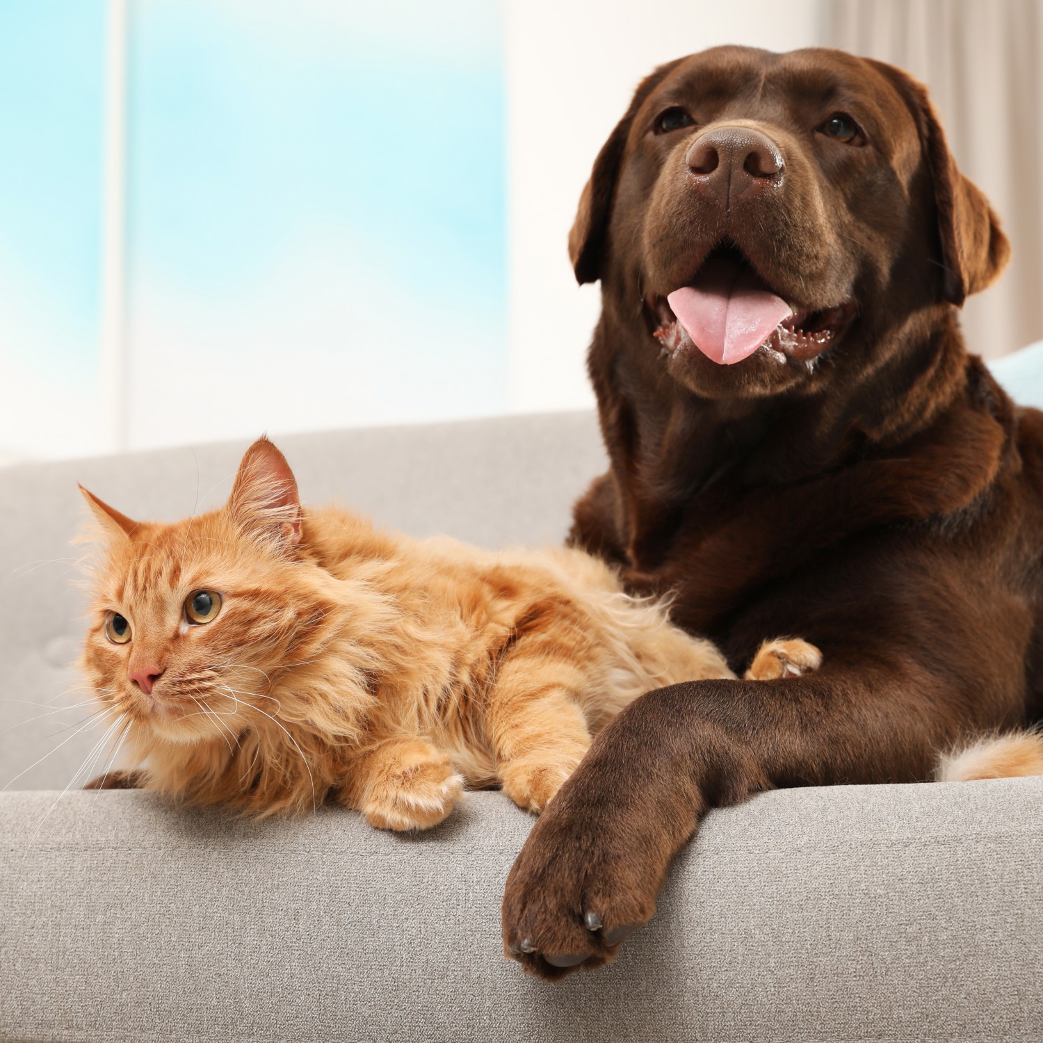cat and dog on couch