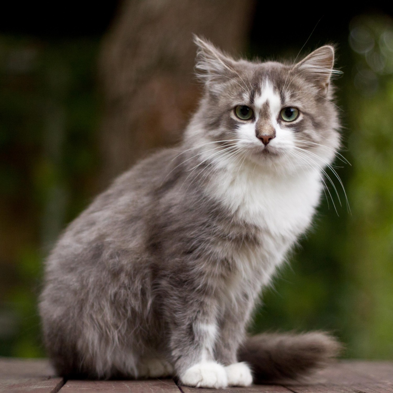 Grey and White Cat - Microchipping