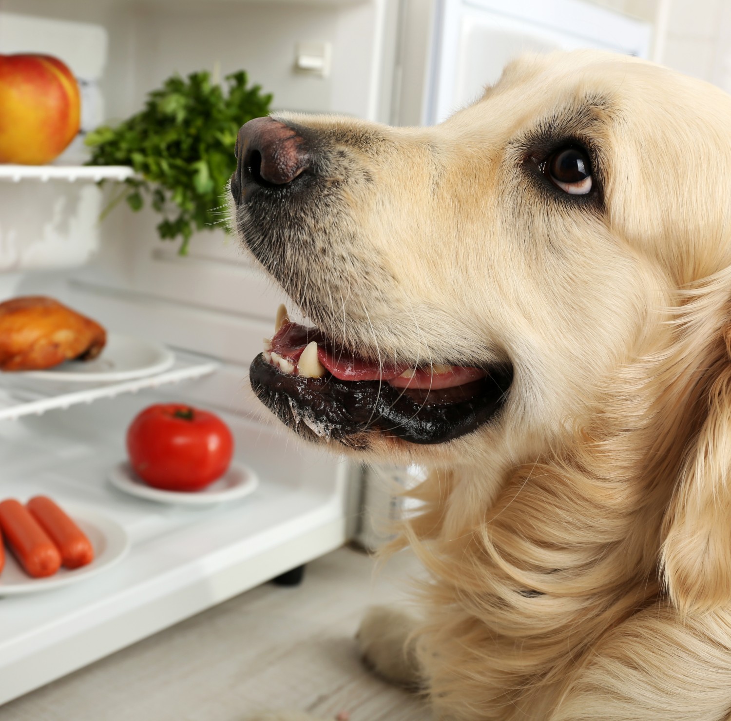 Nutrition - VetMoment Mobile Housecall Veterinarian - Franklin, TN