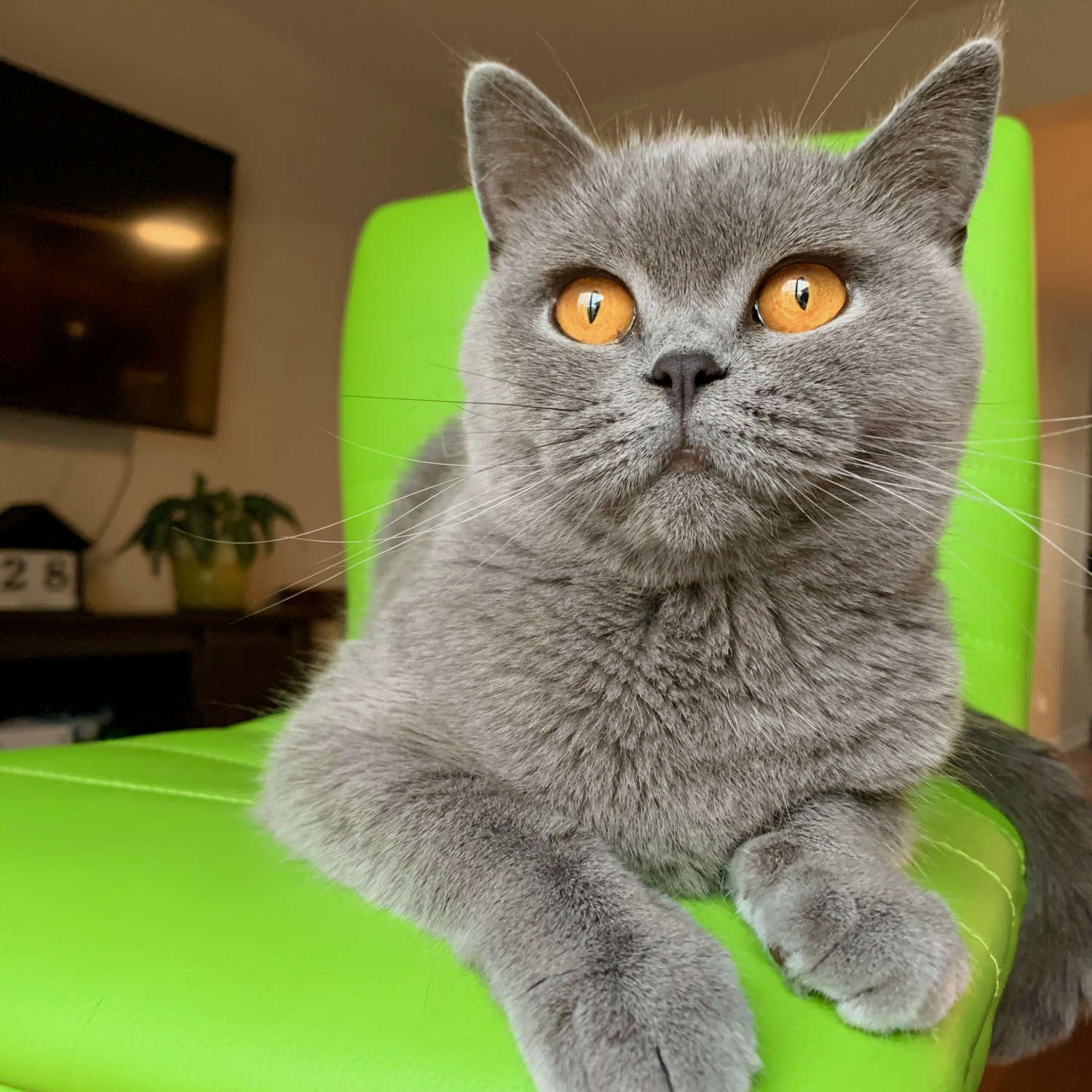 Cat on Green Chair