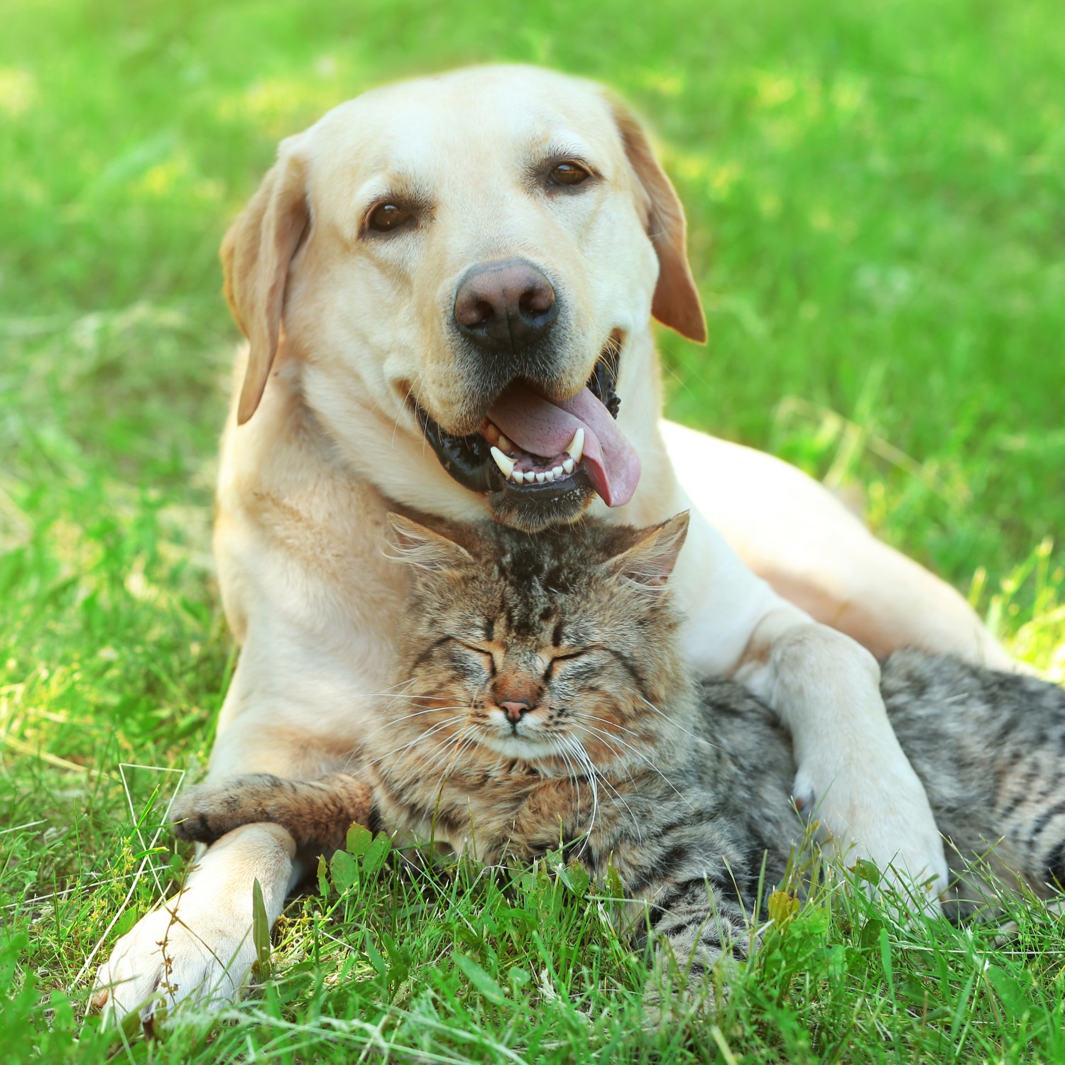 cat and dog snuggling