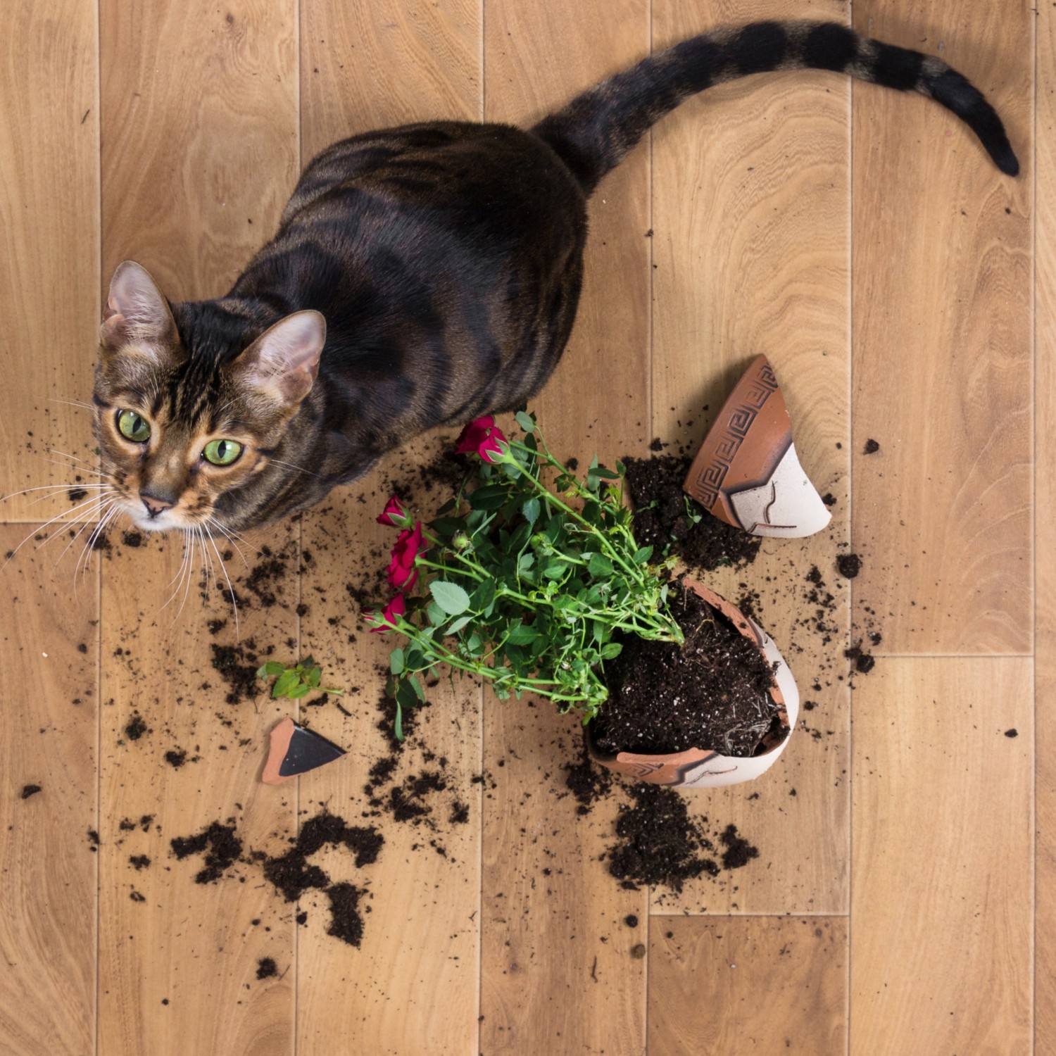 cat with plant