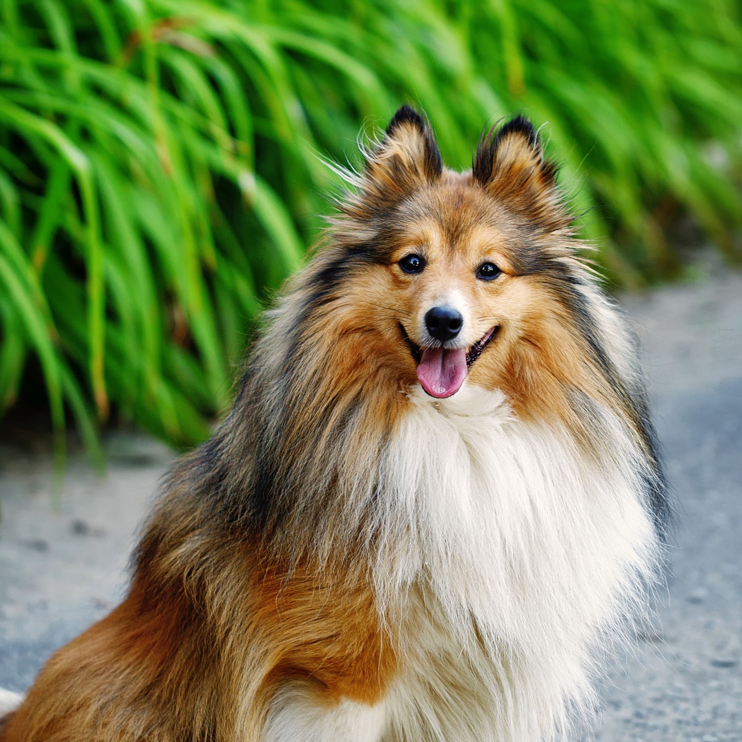 border collie