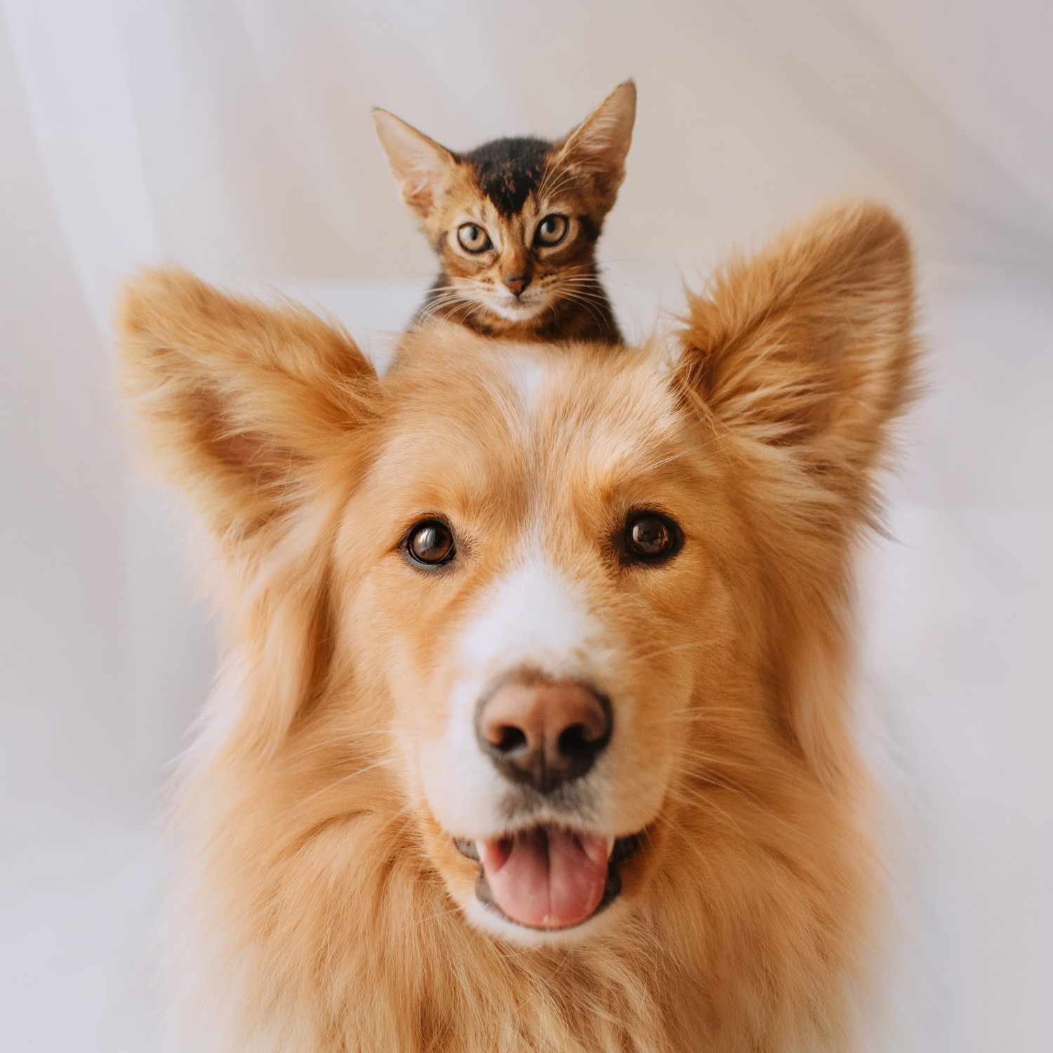 Puppy & Kitten Care Consultations | VetMoment In-Home & Mobile Services in Franklin, TN