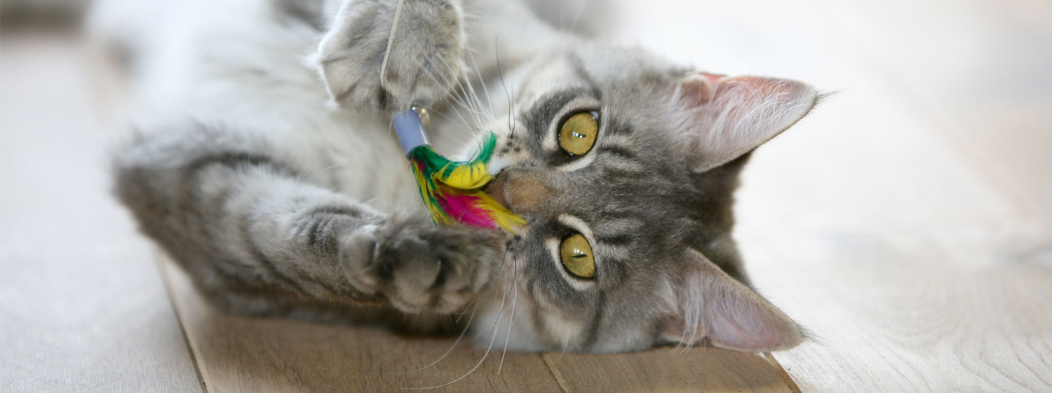 Cat With Toy