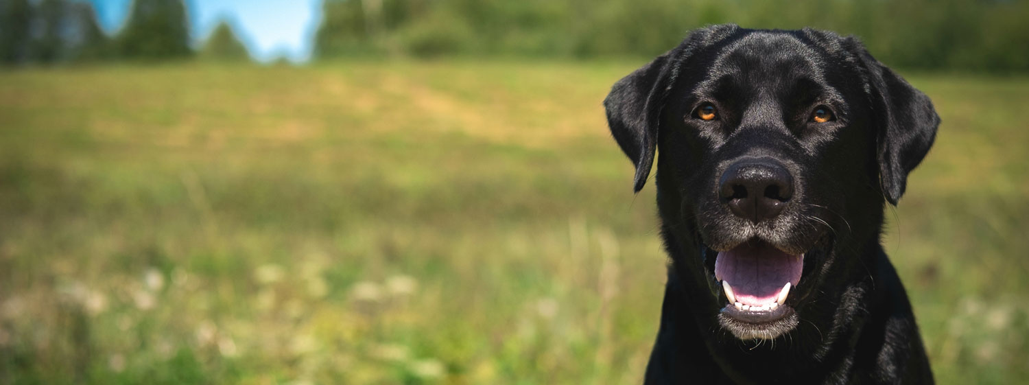 Dog in Field